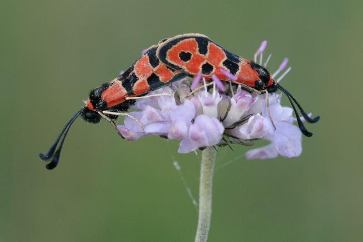 Zygaena fausta.