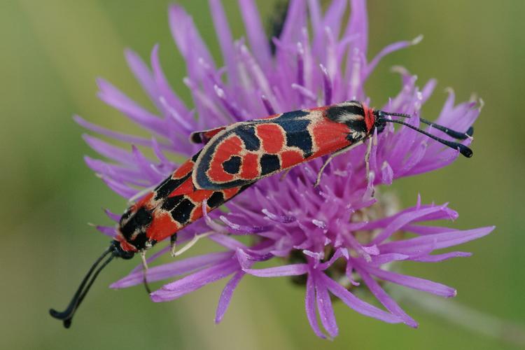 Zygaena fausta.