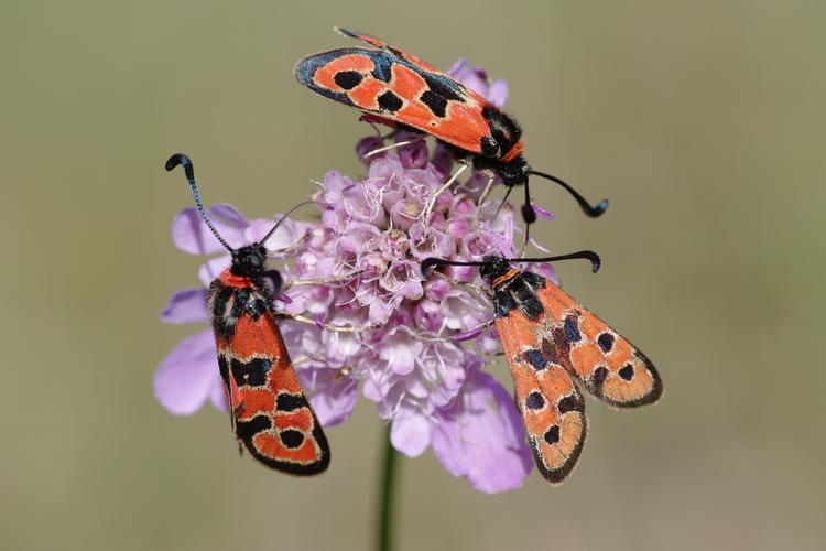 Zygaena fausta.