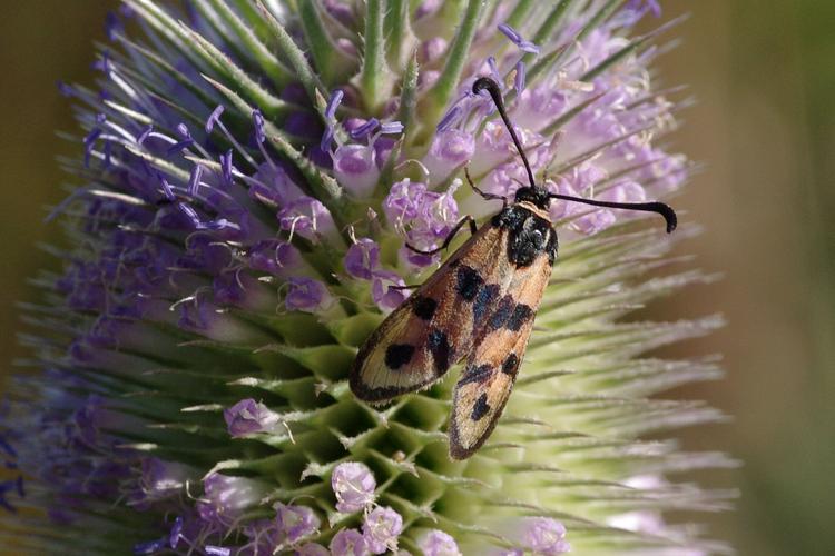 Zygaena fausta.