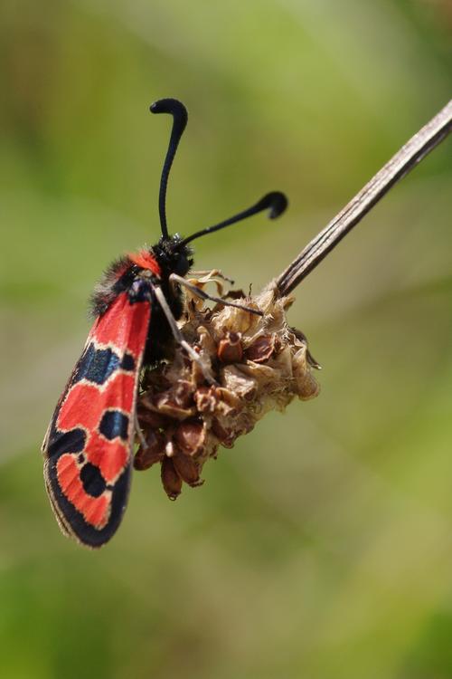 Zygaena fausta.