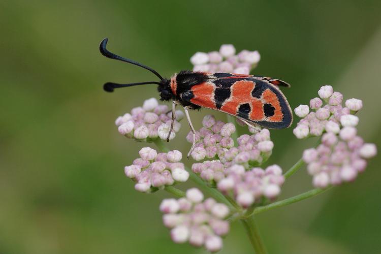 Zygaena fausta.