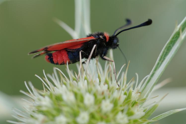 Zygaena fausta.