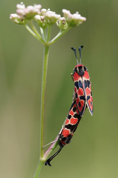 Zygaena fausta.