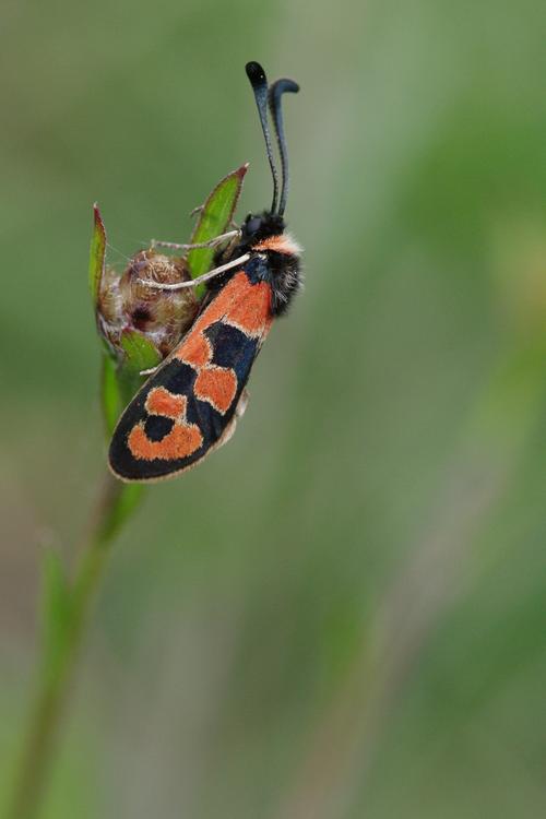 Zygaena fausta.