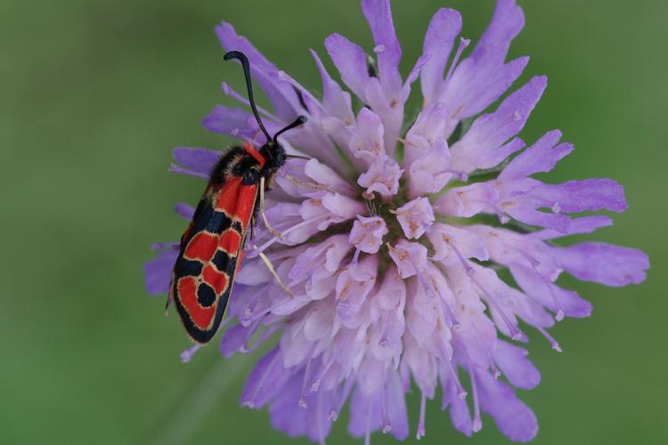 Zygaena fausta.