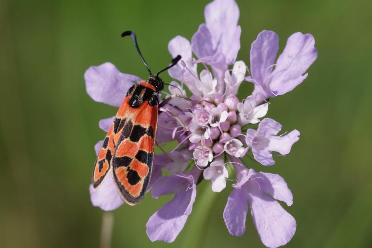 Zygaena fausta.