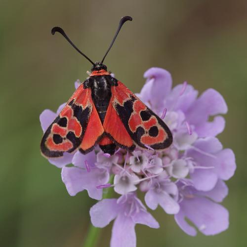 Zygaena fausta.