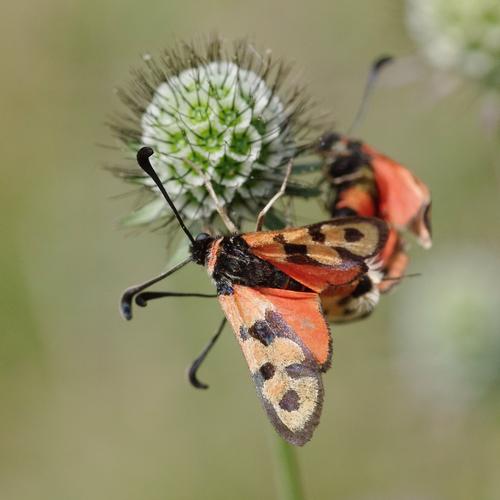 Zygaena fausta.