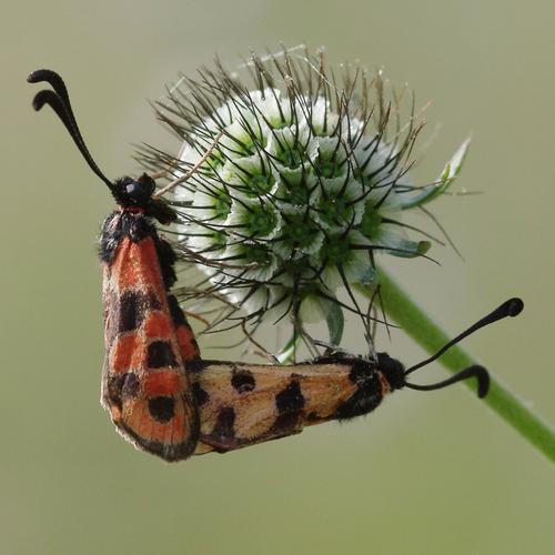 Zygaena fausta.