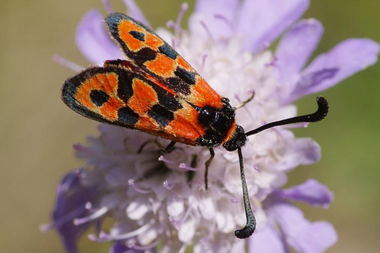 Zygaena fausta.