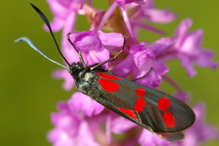 Zygaena filipendulae.