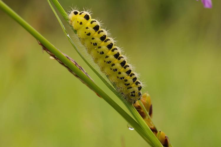 Zygaena filipendulae.