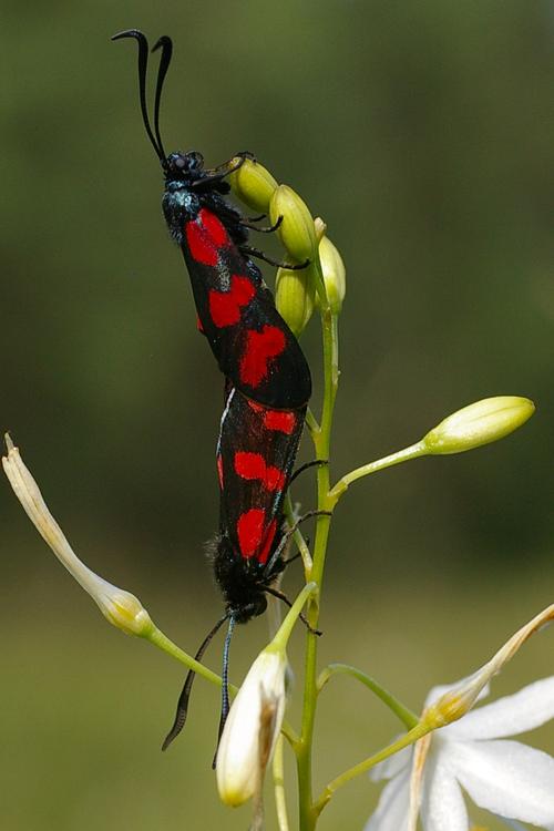 Zygaena filipendulae.