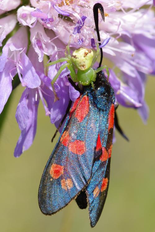 Zygaena filipendulae.