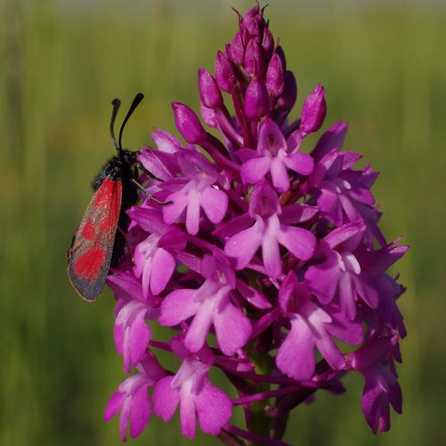 Zygaena loti.