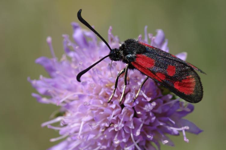 Zygaena loti.