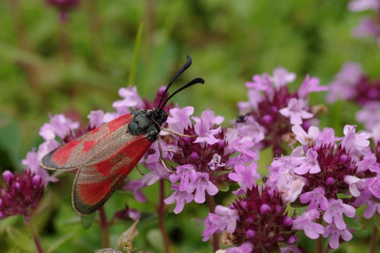 Zygaena loti.