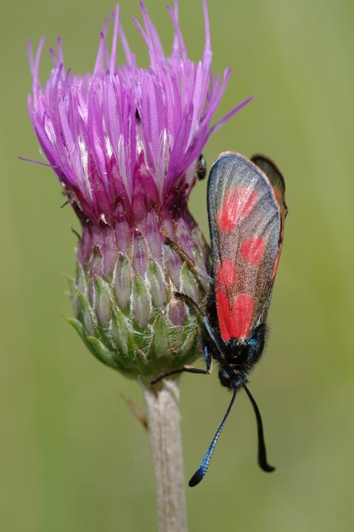 Zygaena loti.