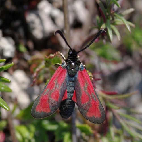 Zygaena loti.