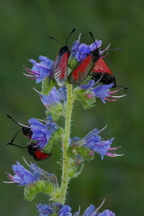 Zygaena sp.