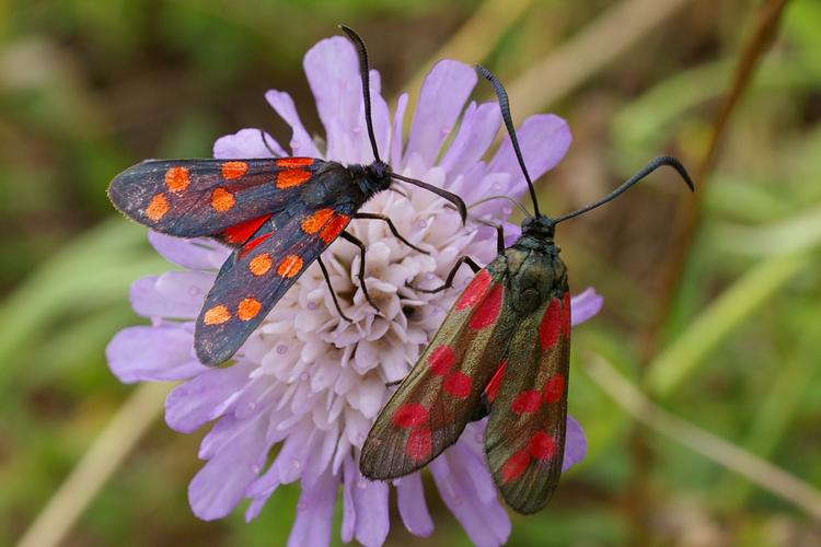 Zygaena transalpina.