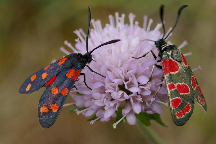 Zygaena transalpina.