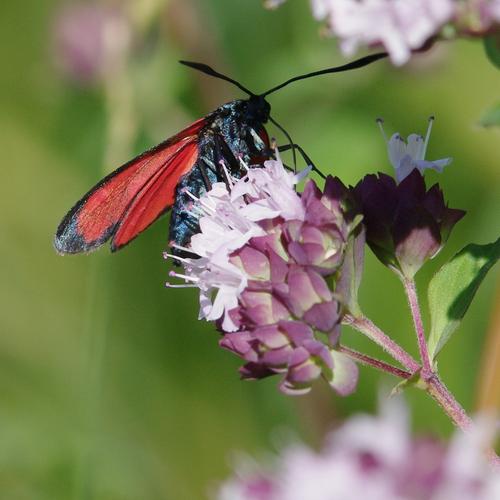 Zygaena transalpina.