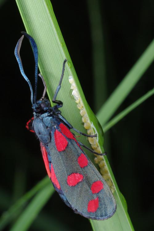 Zygaena transalpina.