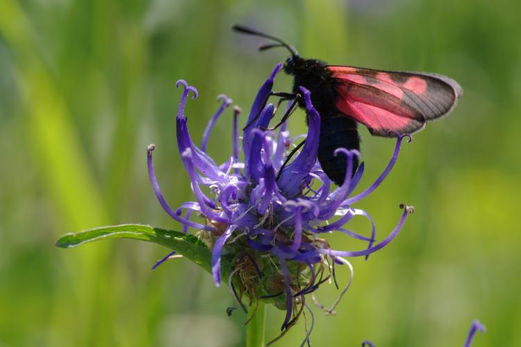 Zygaena trifolii.