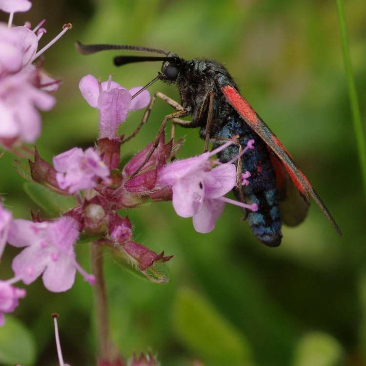 Zygaena viciae.