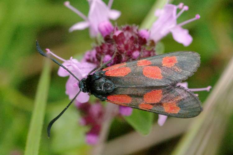 Zygaena viciae.