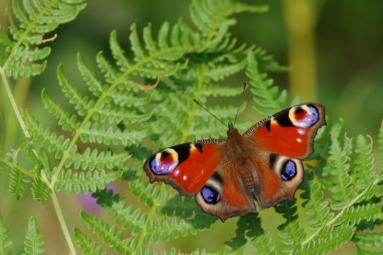 Aglais io.