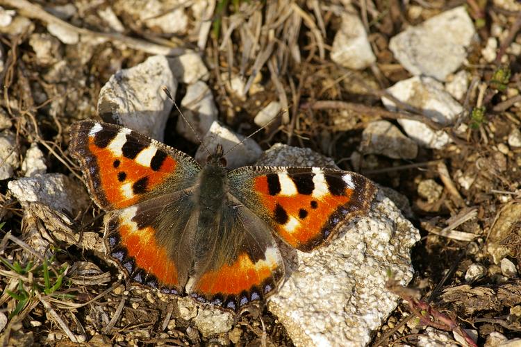 Aglais urticae.