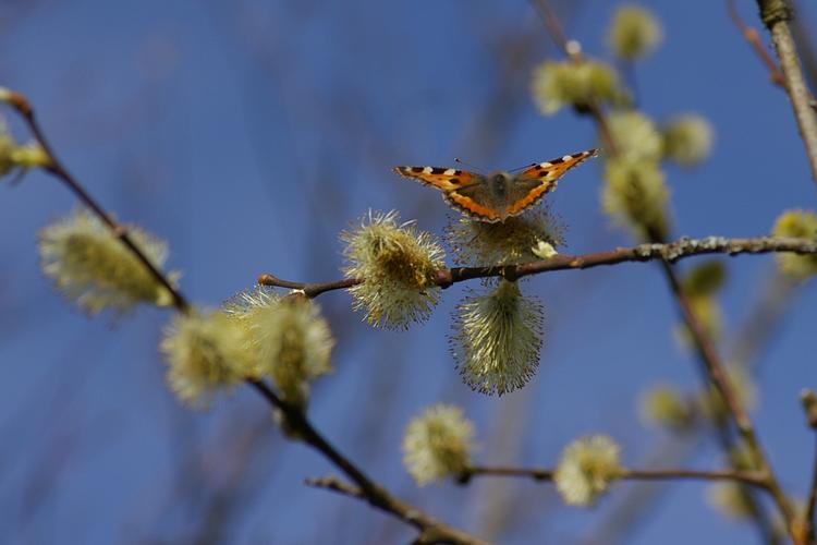 Aglais urticae.