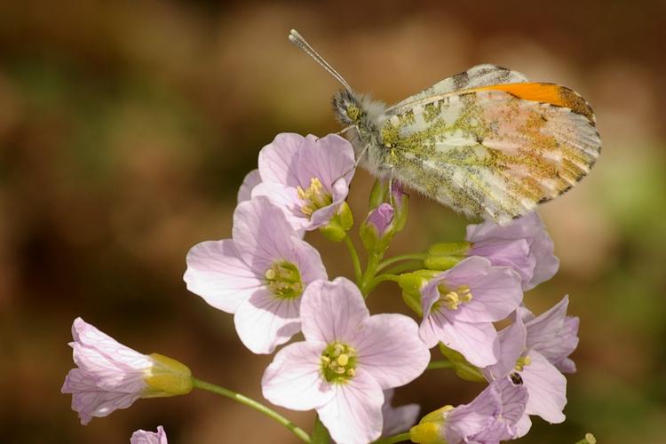 Anthocharis cardamines.