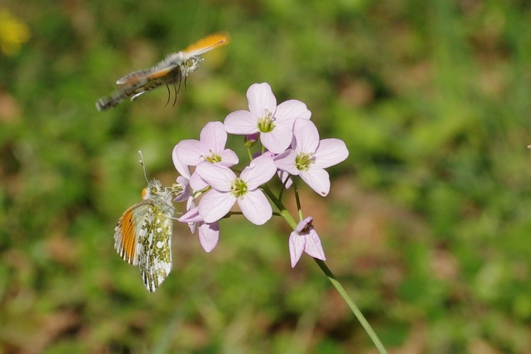 Anthocharis cardamines.