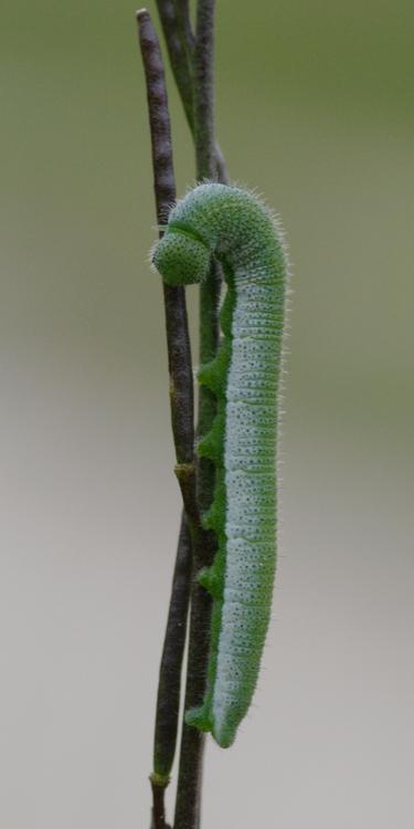 Anthocharis cardamines.