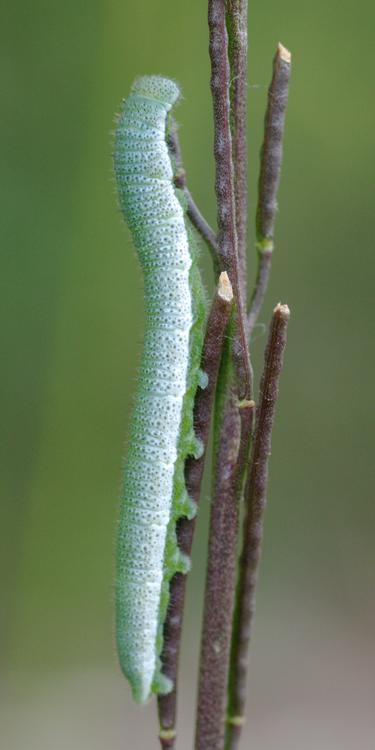 Anthocharis cardamines.