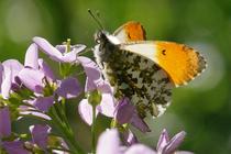 Anthocharis cardamines.