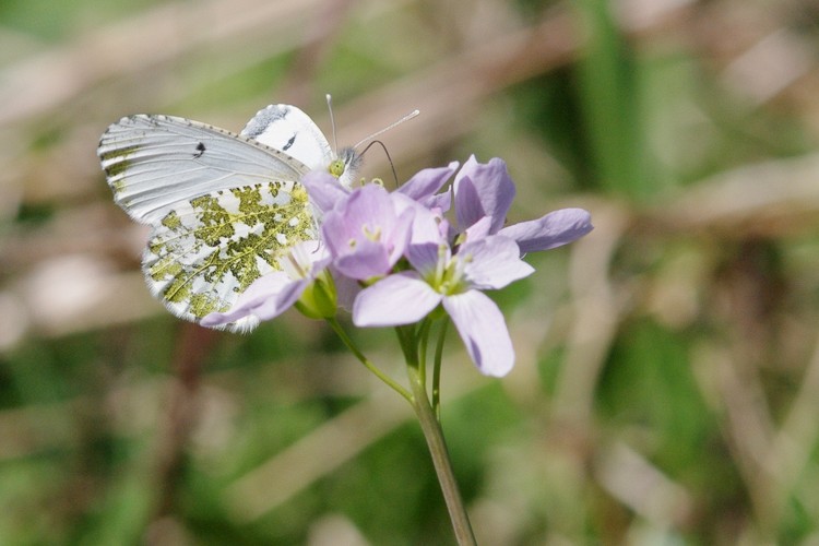 Anthocharis cardamines.