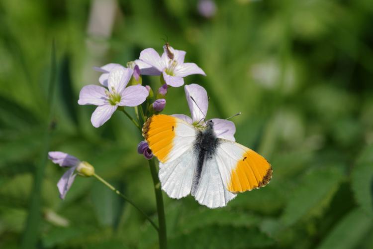 Anthocharis cardamines.