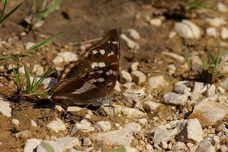 Apatura iris.