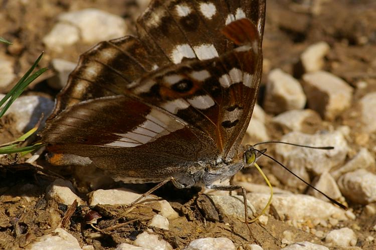 Apatura iris.