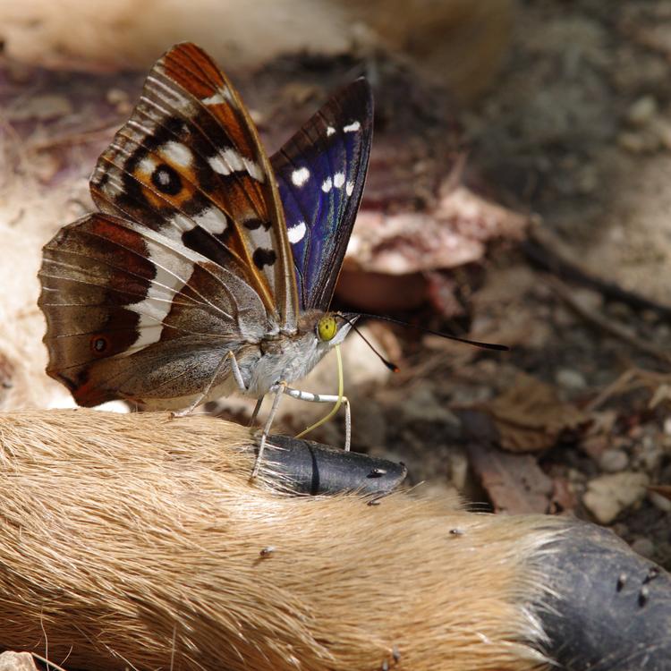 Apatura iris.