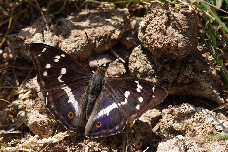 Apatura iris.