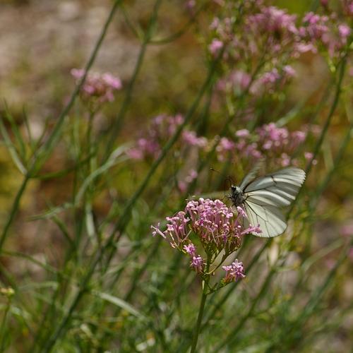 Aporia crataegi.