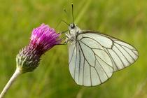 Aporia crataegi.