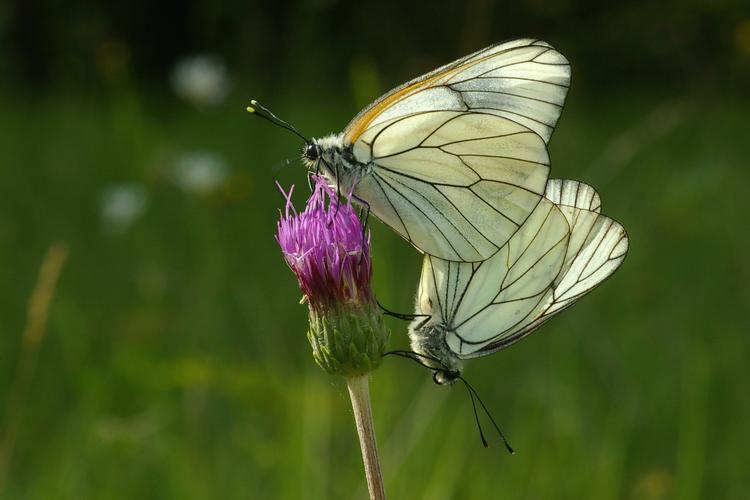 Aporia crataegi.