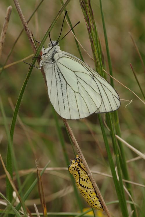 Aporia crataegi.